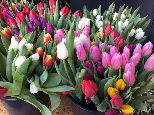 Tulipes